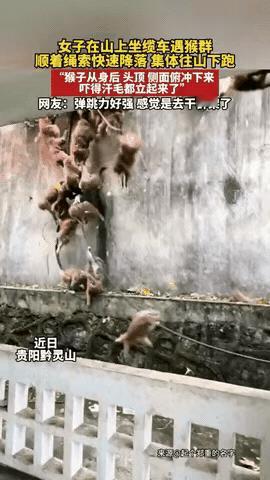 这下真的解释不清了！贵阳黔灵山，女游客正坐缆车欣赏风景，突然从山上窜下来一大群猴