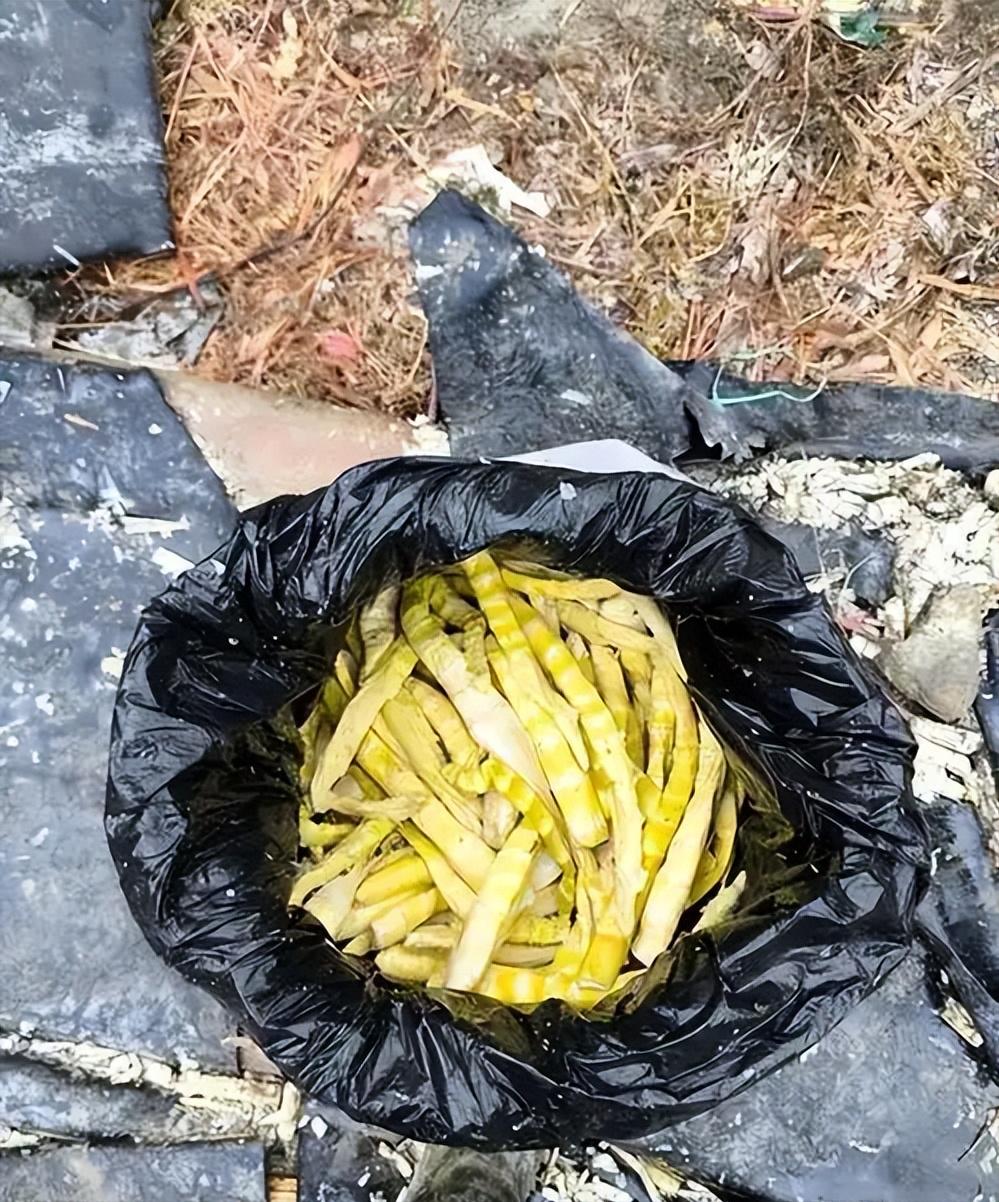 真的捏了把汗！清远英德靠麻竹笋做了上百亿的产业，结果被人拍到山沟里用硫磺熏笋，装