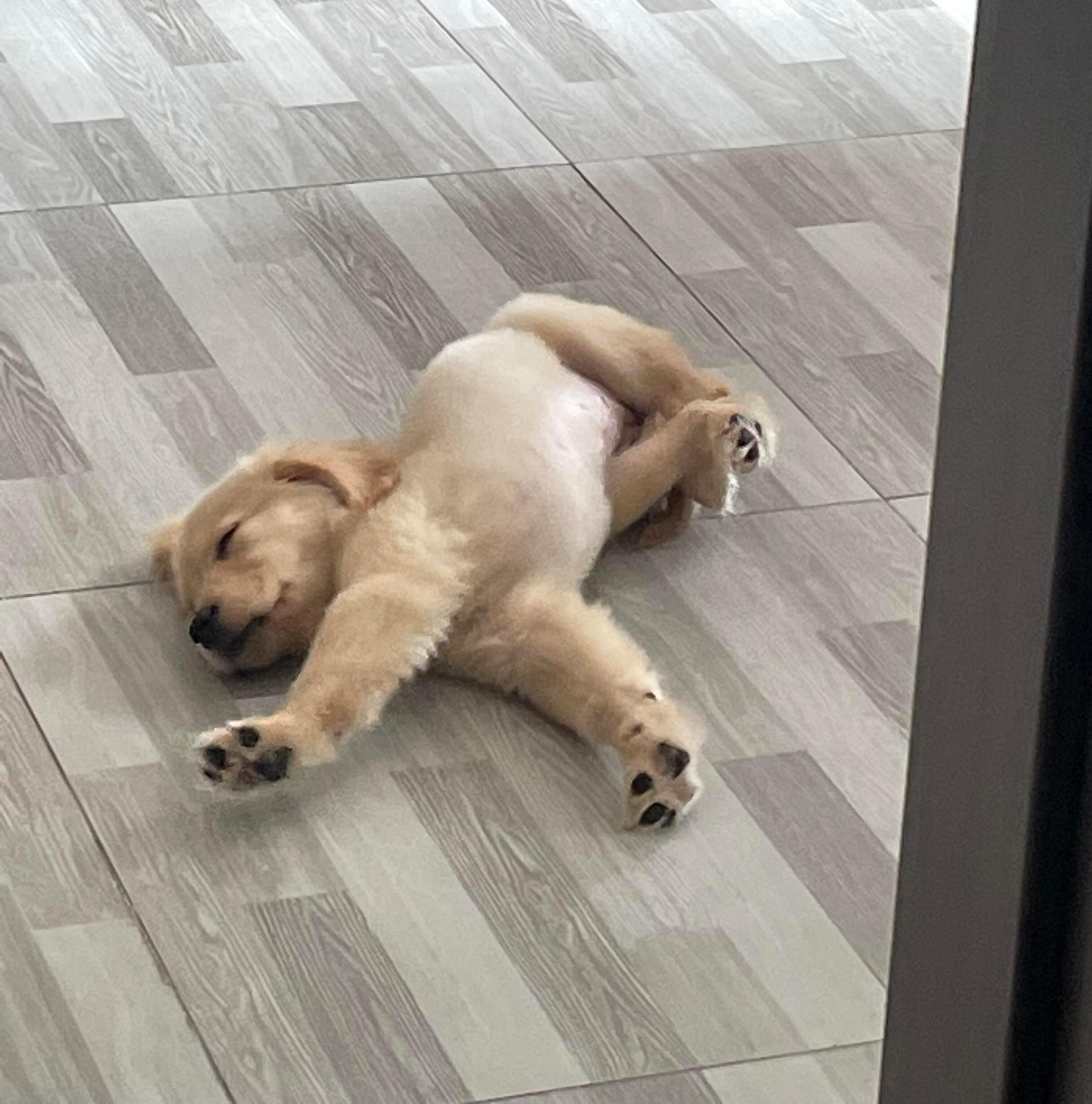 早起正在伸懒腰的小金毛