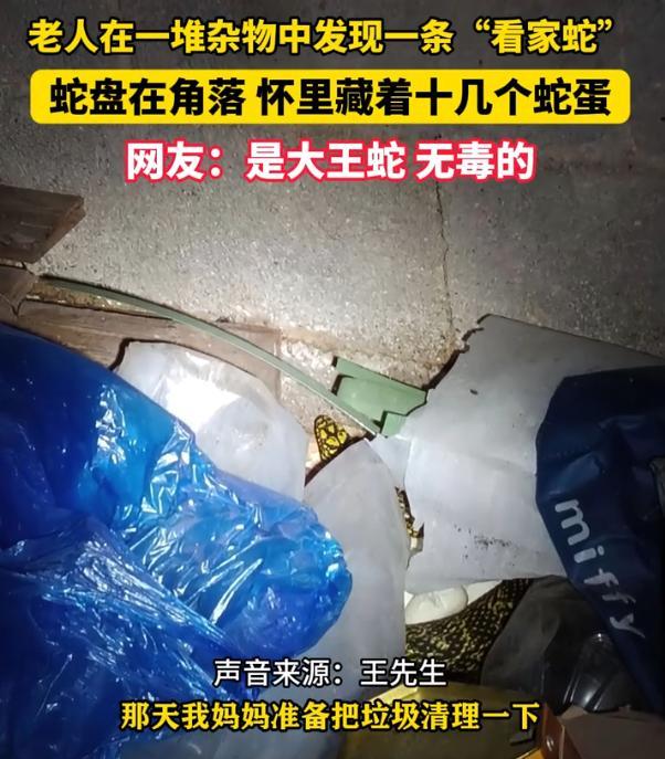 遇到这种蛇你会赶跑吗？安徽池州，老人在家收拾杂物，突然在角落中发现有东西在动，走