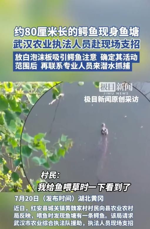 “太吓人了！”7月20日，湖北黄冈，村民割草喂鱼时，突然发现水面上飘着什么东西，