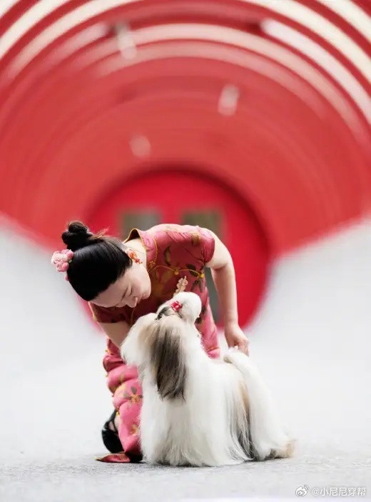 杜江一家三口现身泰国带爱犬参赛！霍思燕旗袍裹身微胖却超有韵味，这才是真·人间富贵