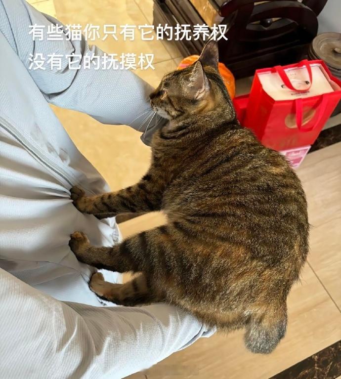 有些猫你只有抚养权没有抚摸权🤣👌​​​