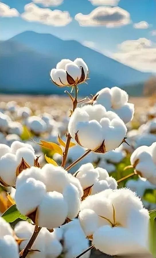 棉花大丰收，衣服却没棉？逛遍商场发现全是化纤…明明我国棉花产量全球领先，