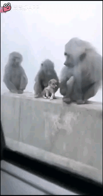 哎呀我去，这只猴子怎么狗里狗气的