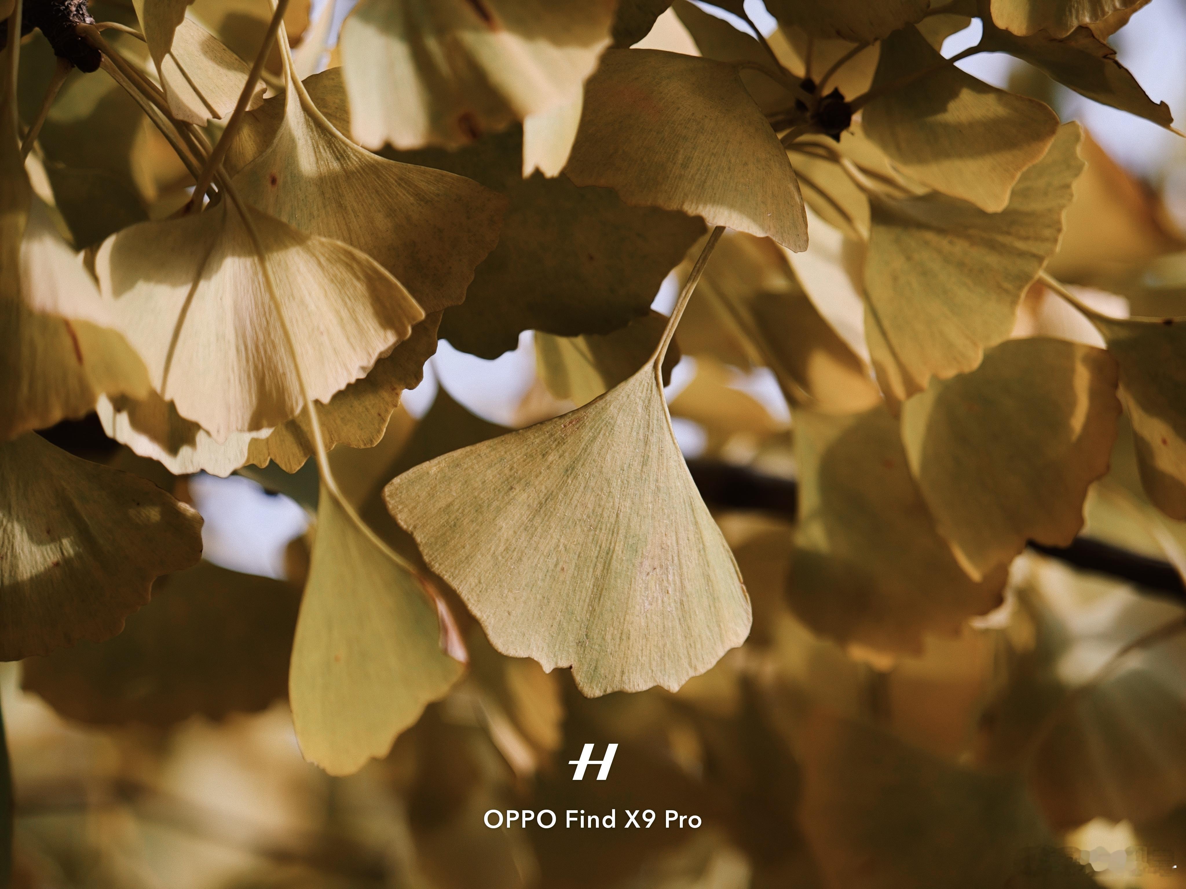 看起来OPPOFindX9Pro的哈苏摄影套装的表现越来越好了，相比刚开始