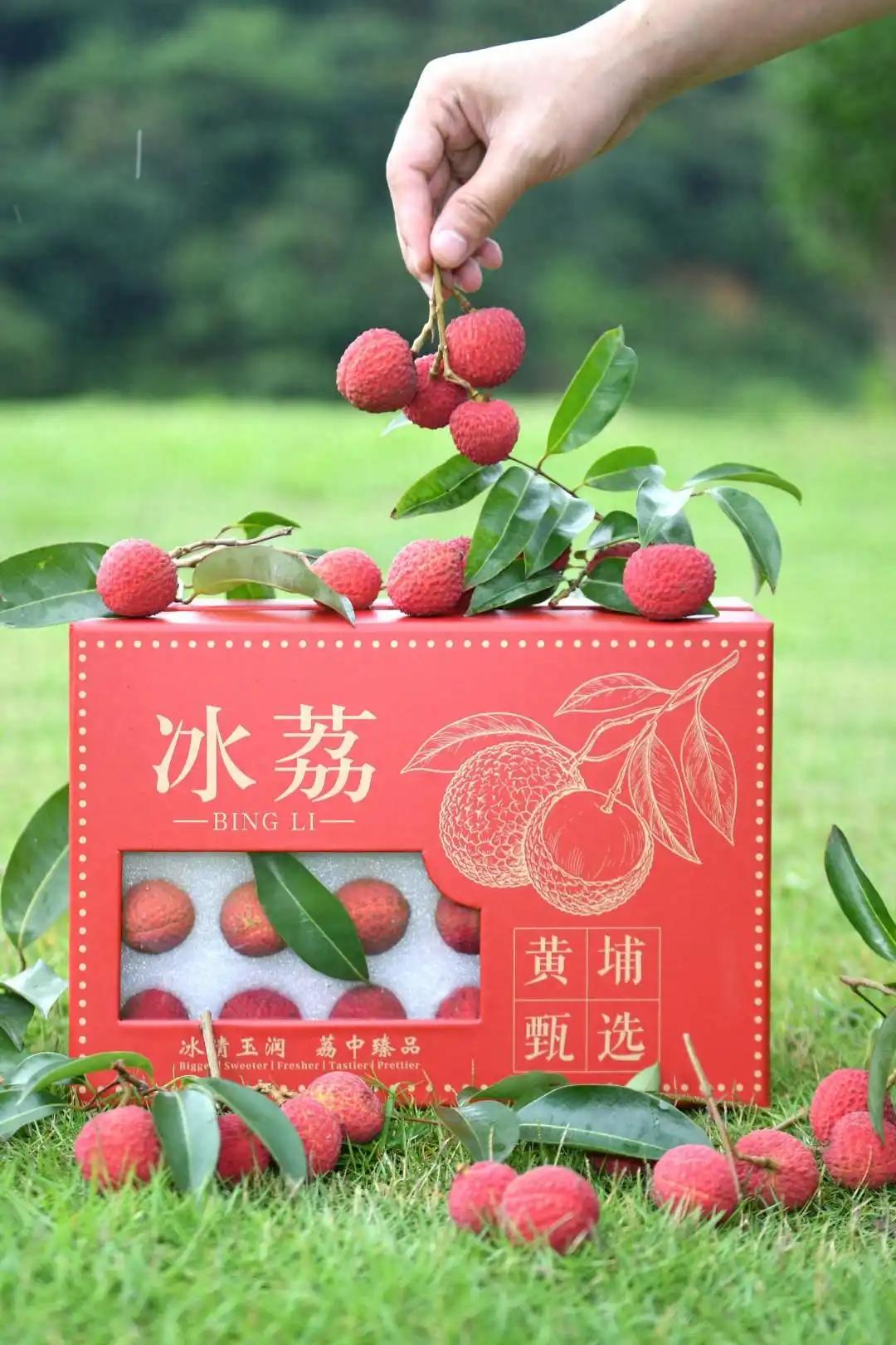 广州，被誉为“荔枝界爱马仕”的冰荔核心产区迎来采收。园区占地700亩，冰荔仅种了