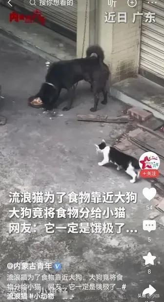 泪目了！广东，大狗正在大口地吃着盆里的食物，一只流浪猫正悄悄靠近，流浪猫“喵喵”