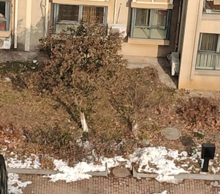 窗外的那棵树尽管树叶仍然在树上，但是树叶却黄了，树下那点雪至今还没