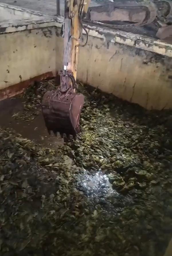 1月16日，四川省资阳市，一位网友拍到某企业腌制咸菜的池子,直接用挖掘机装入自