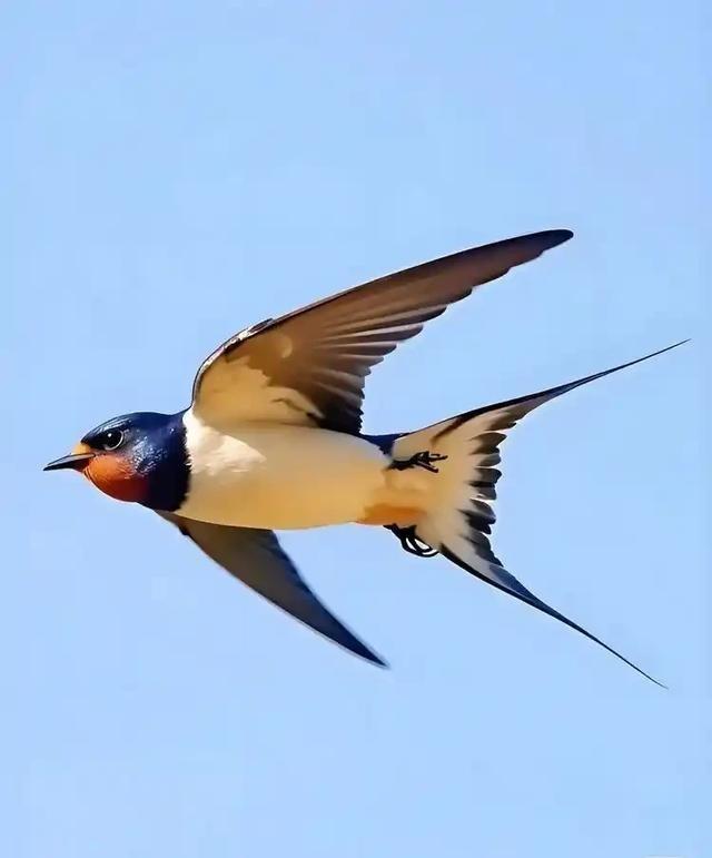 给燕子装追踪器，几代人的常识全错了。一直以为燕子南飞只去海南两广，实则直奔非洲。