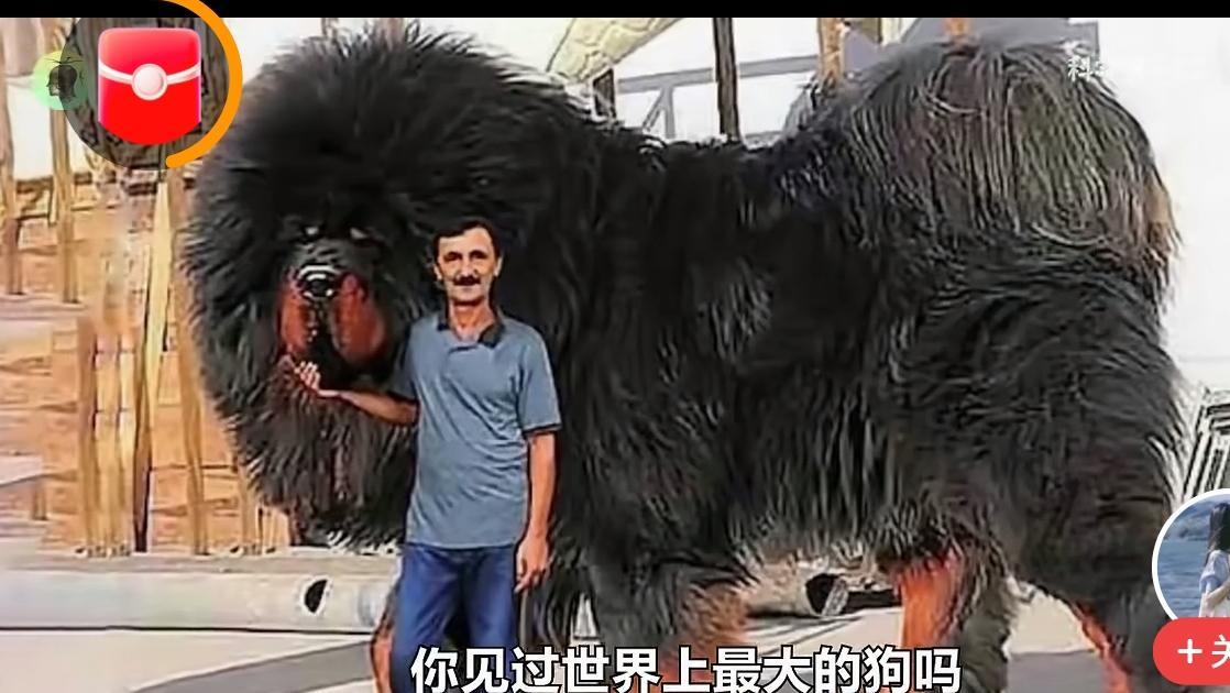 世界上根本不可能有这么大的犬！如果是真的话，这么大的犬至少应该有一千斤。问题是