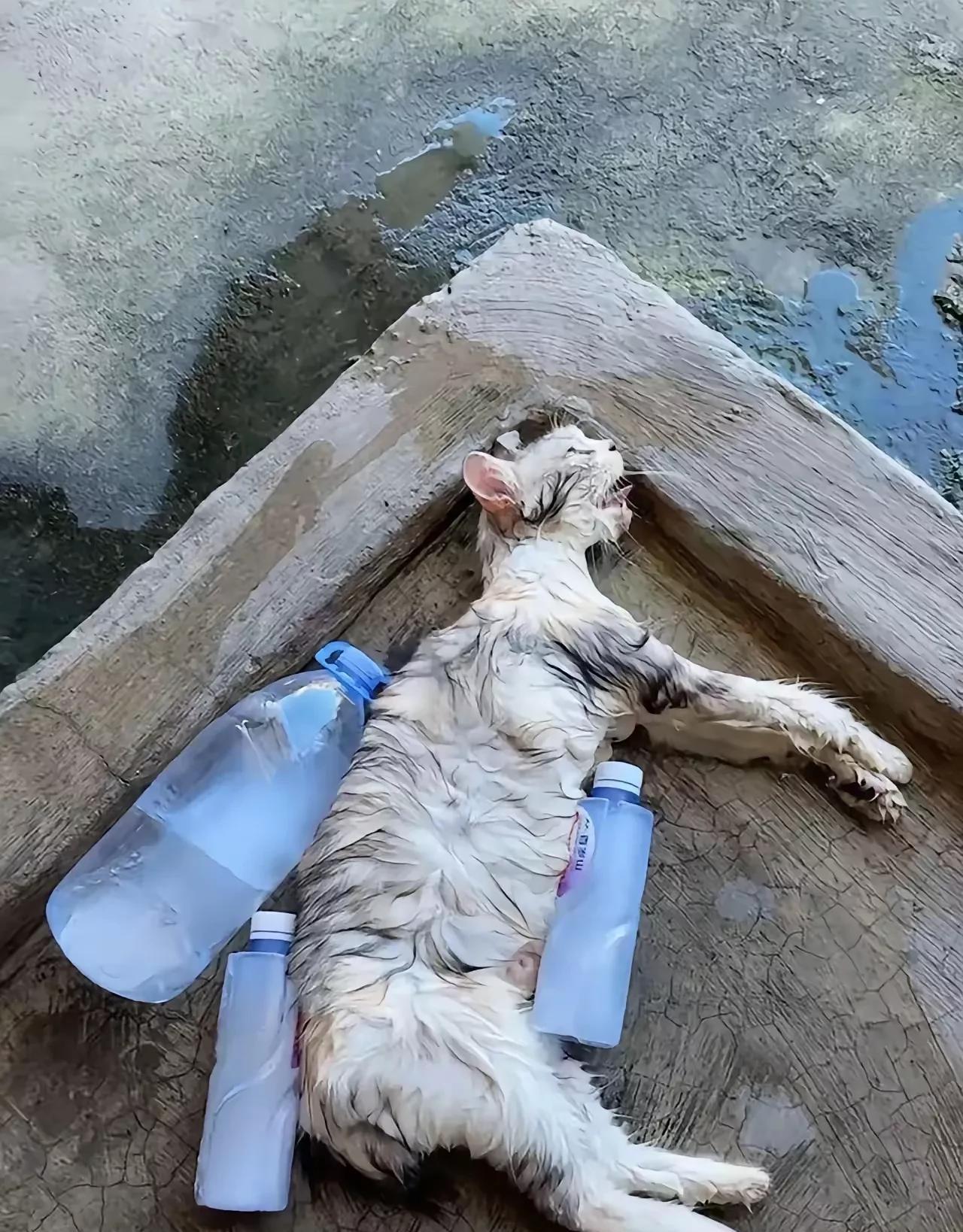 一只流浪猫中暑躺倒在路边，它浑身被汗水浸透，双眼紧闭，腹部微微起伏，只有微弱的呼
