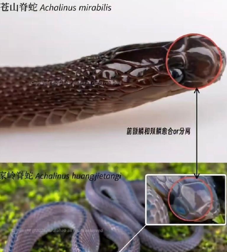 封神了家人们！17岁高三男生，凭一己之力干出了科研圈大事🔥浙江临海的胡家豪，