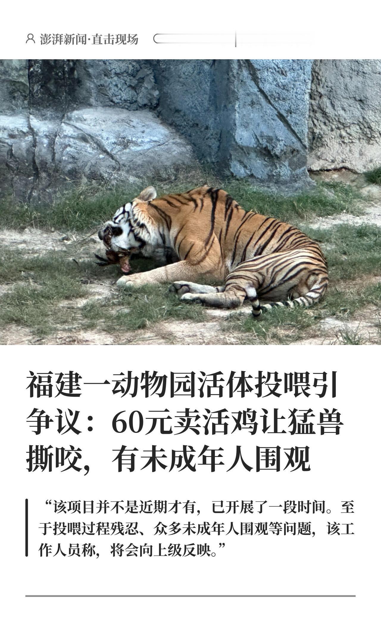 国庆去福建永鸿野生动物世界逛的应该看到了——虎区边上摆个小黑板："鸡块20，活鸡