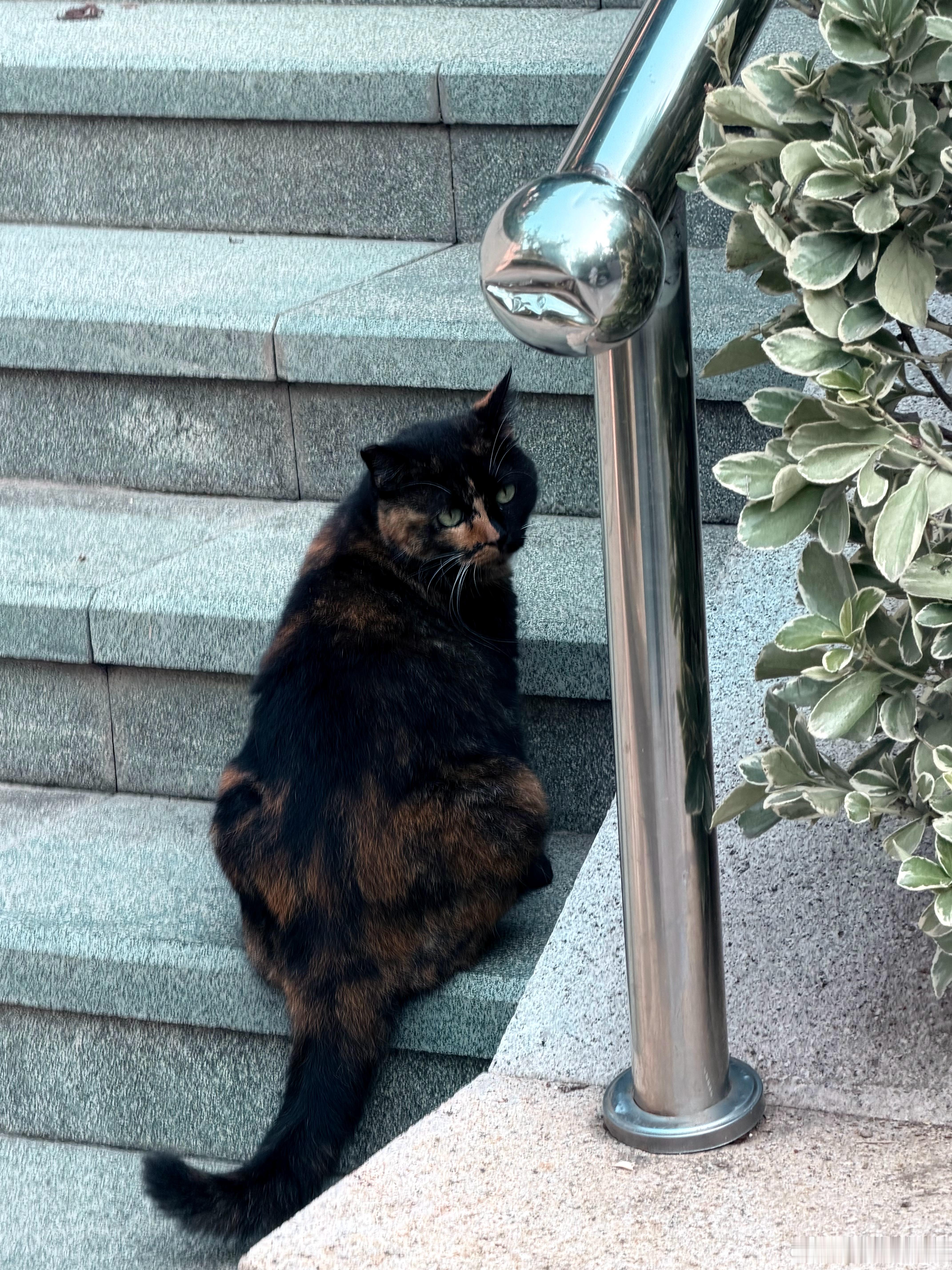 在邻居发的各种视频里，看到小区里大概有几百只流浪猫，一群流浪狗。不容易的流浪猫妈