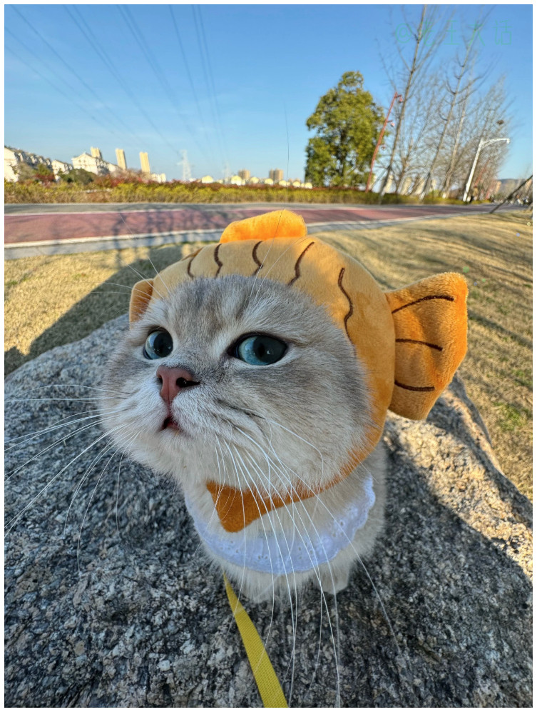 猫：今天的人设是一条鱼，不许拆穿我！