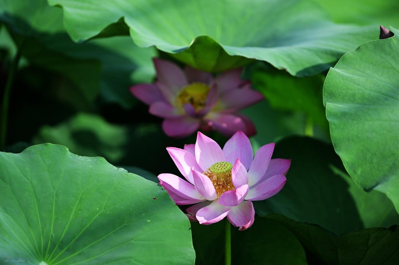 人生苦短，应该辉煌的活着，而不要灰黄的卧着；惊喜就是双黄蛋，绝望是双黄连；人生在