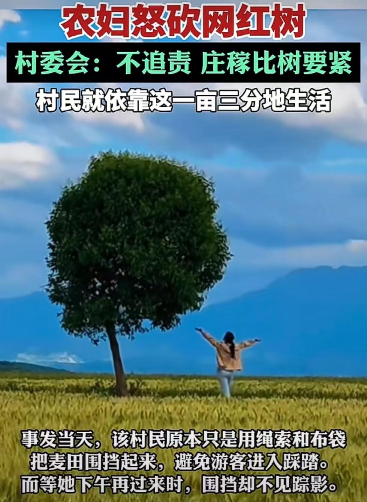 农妇怒砍网红树！是对，还是错？陕西西安长安区魏寨街白庙村，一棵树孤零零矗立在