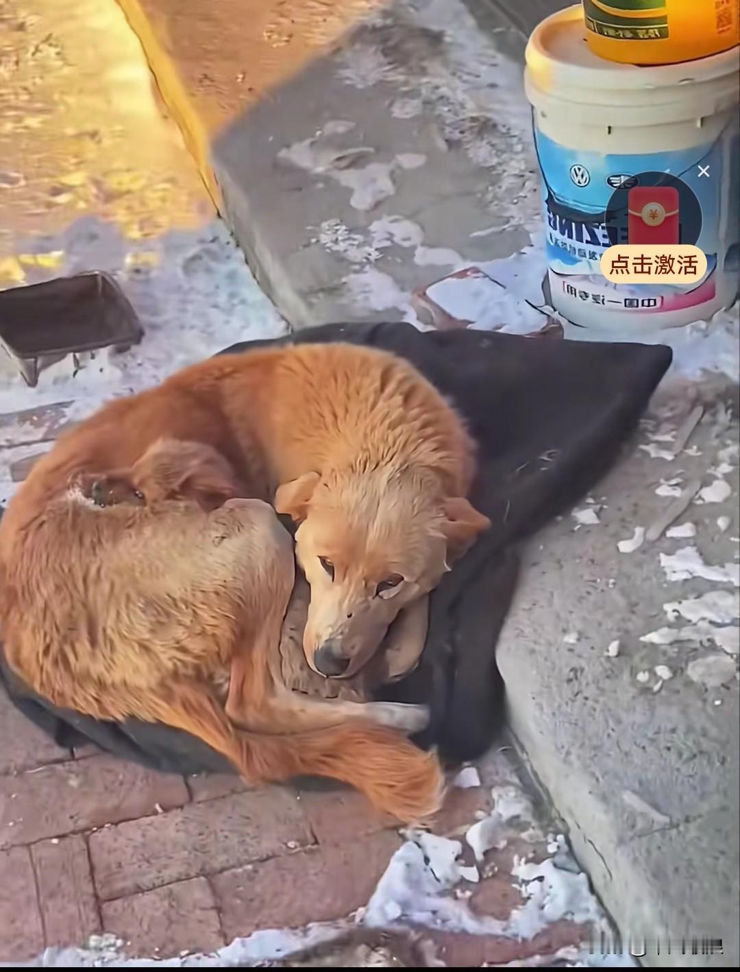 清晨开门，便瞧见一只流浪狗蜷缩着与一个孩子一同睡在门口。彼时外面已然结冰，可它并