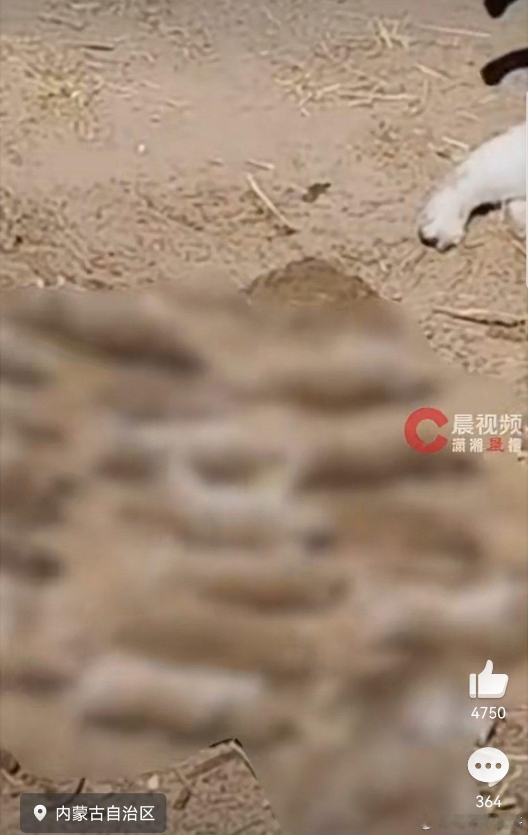 猫咪一晚抓27只老鼠整齐摆身旁邀功猫咪：看到没，没我这个家迟早要完！