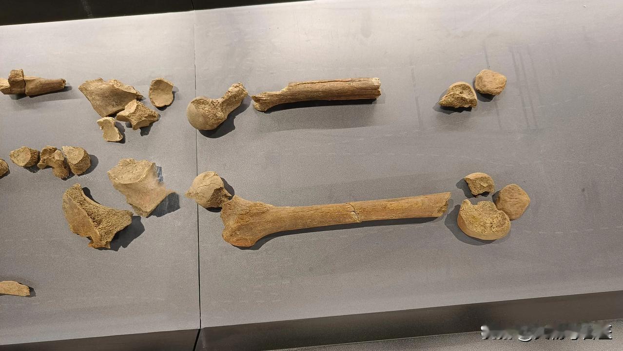 3000年前，一位商代将军留下了7处伤痕：亚长，比妇好更铁血的殷商战神200