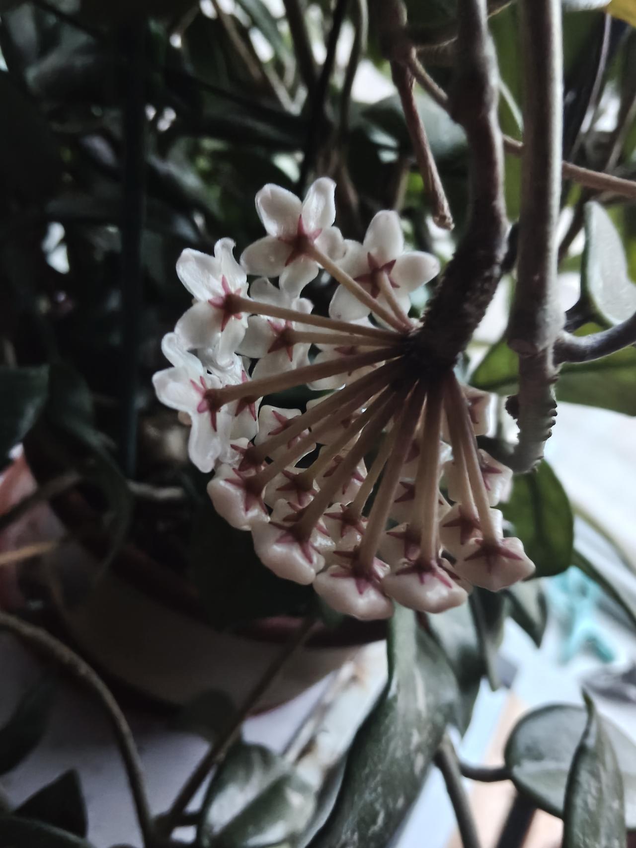 家里养的球兰开花了，都说它是热带植物，但是为什么现在开花呢？