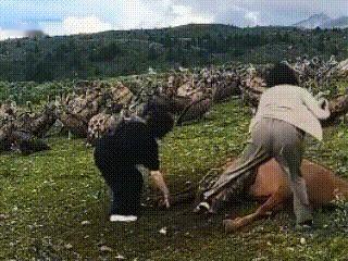 四川康定，四名女游客自驾途经塔公草原，当时数十只高山兀鹫聚集在死马周边，准备啄食