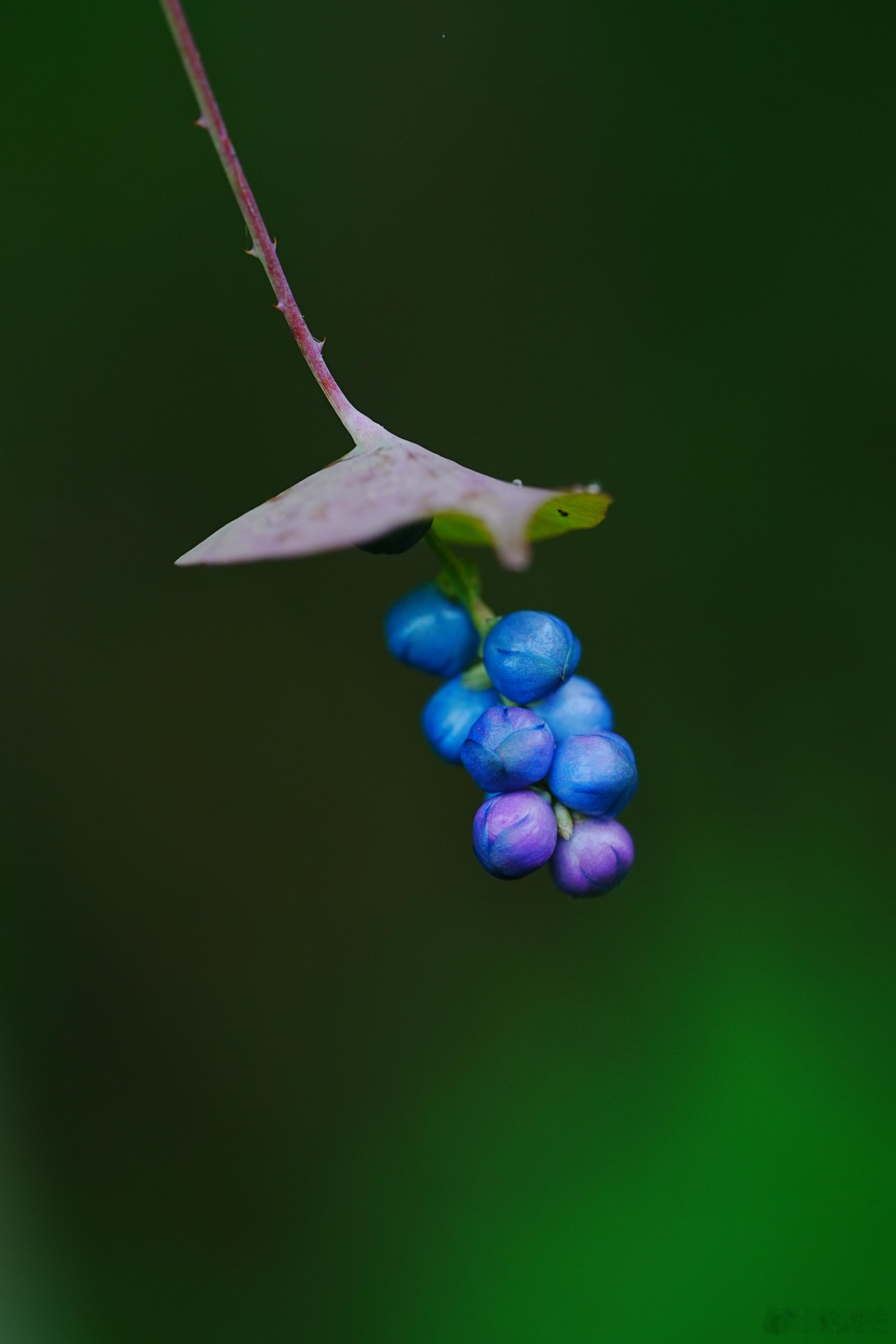 图中植物是蛇倒退，又名扛板归，属蓼科蓼属一年生草本。茎攀援，带倒生皮刺，叶呈三角