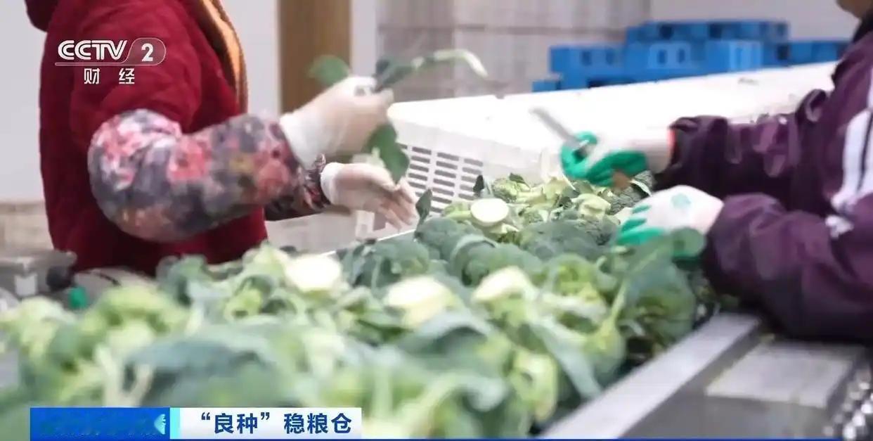 为什么中国能实现蔬菜自由，欧洲却不行？说出来你可能不信，咱们每天随手买的青菜