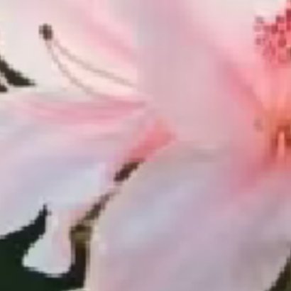 杜鹃花种植：1.土壤选择：杜鹃花喜欢疏松肥沃的弱酸性土壤，可以使用腐叶土、松针