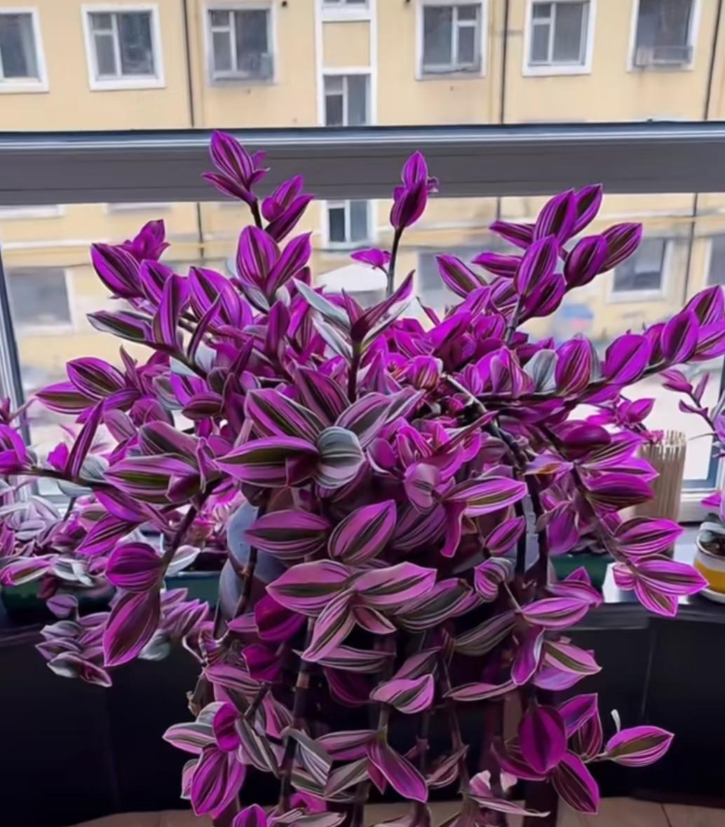容姐前几年刚入坑绿植的时候还踩过坑，花35块抢过号称「进口稀有锦叶品种」的油画吊