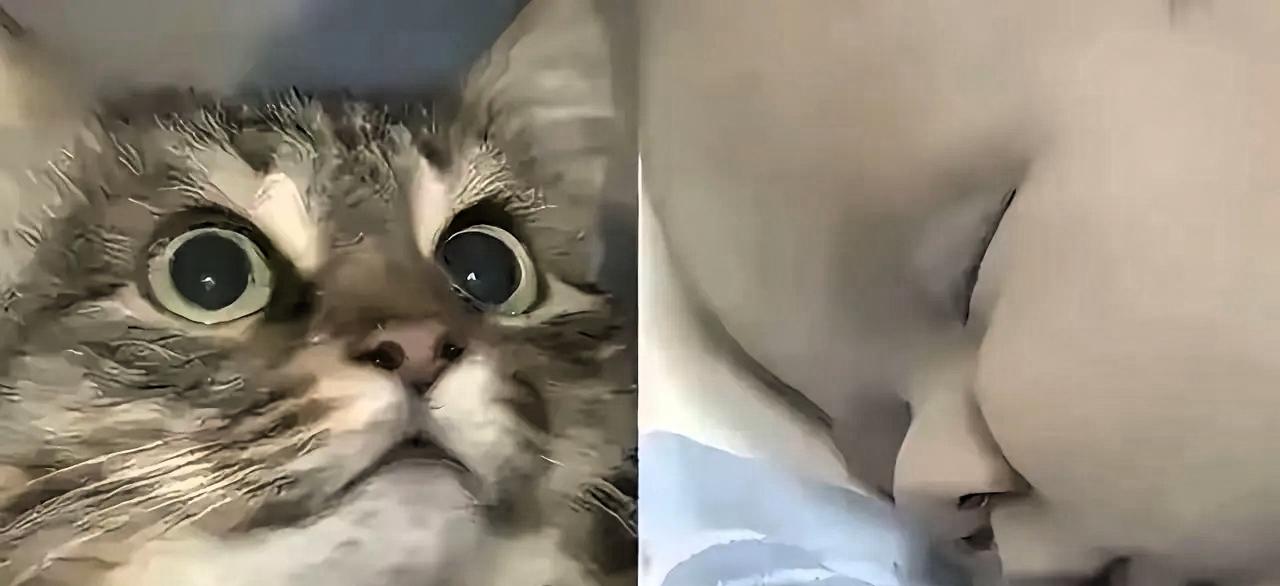 俄罗斯一只流浪猫火遍全球，连央视都报道了它，雅库茨克的冬天极寒，气温常低至零下四