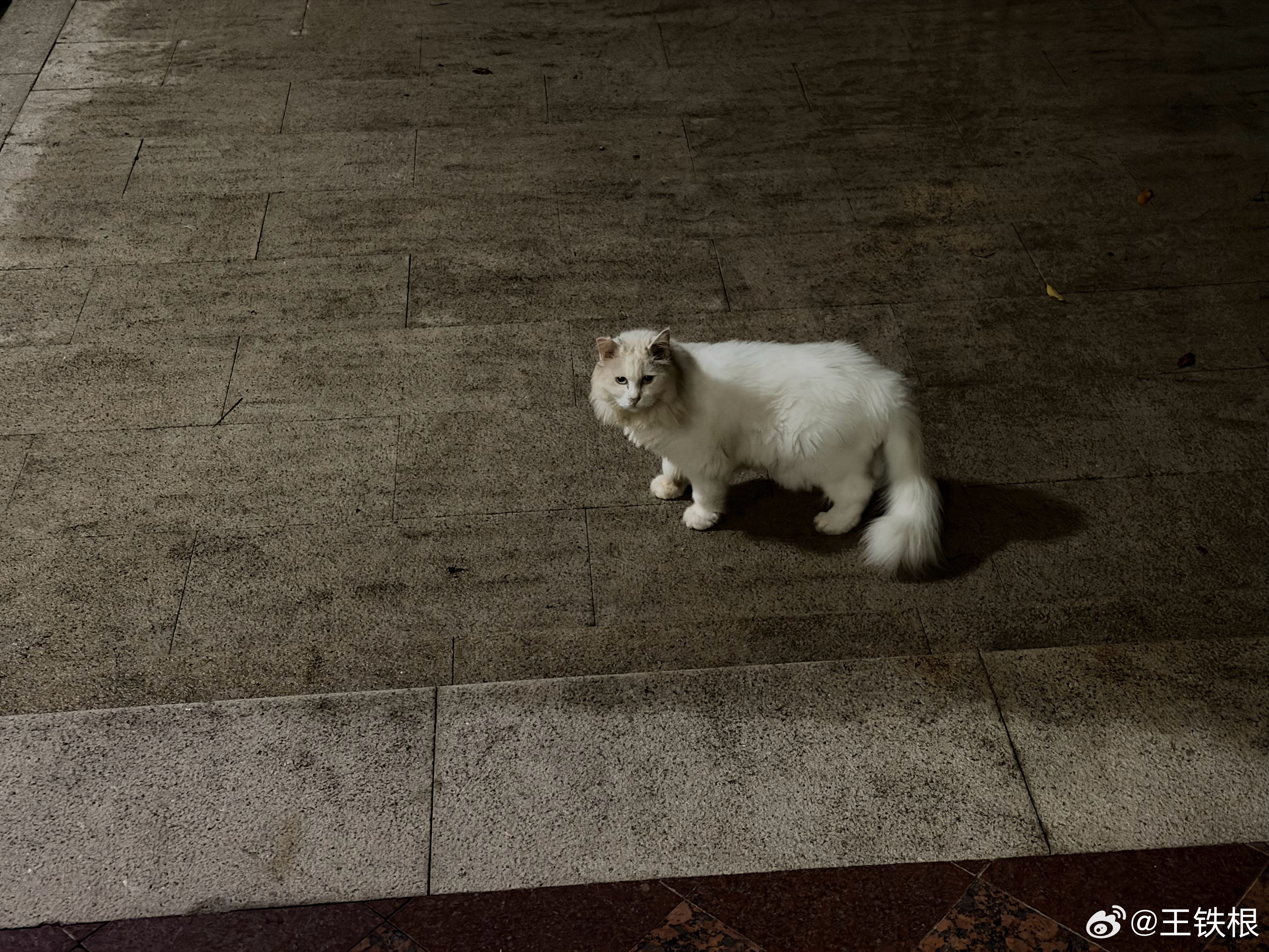 谁家的品种猫，怎么总潜伏在我家门口，晚上出来拿个东西，一个白影子从脚边窜过去吓一