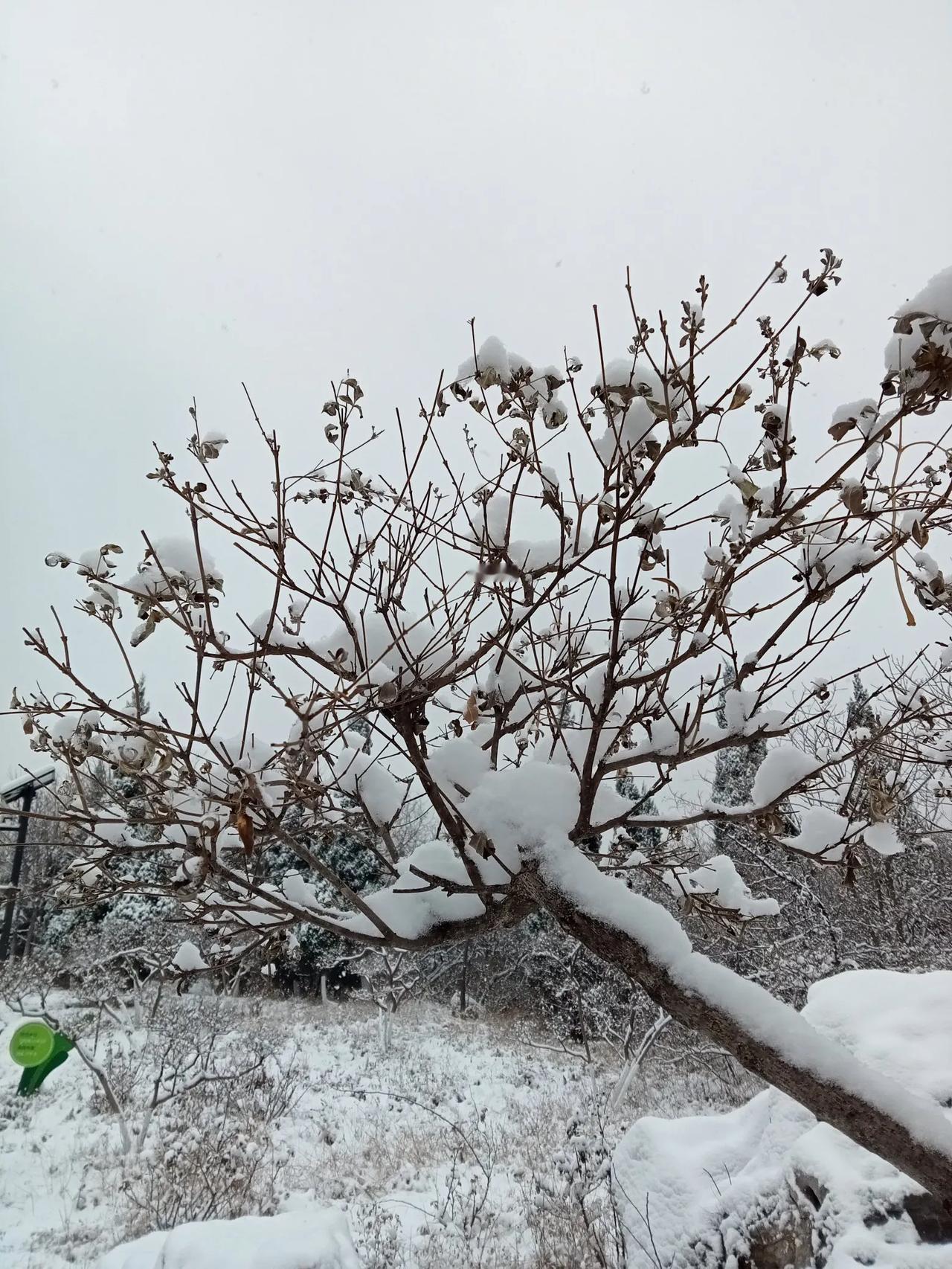 晒一张手机中最美的雪景照