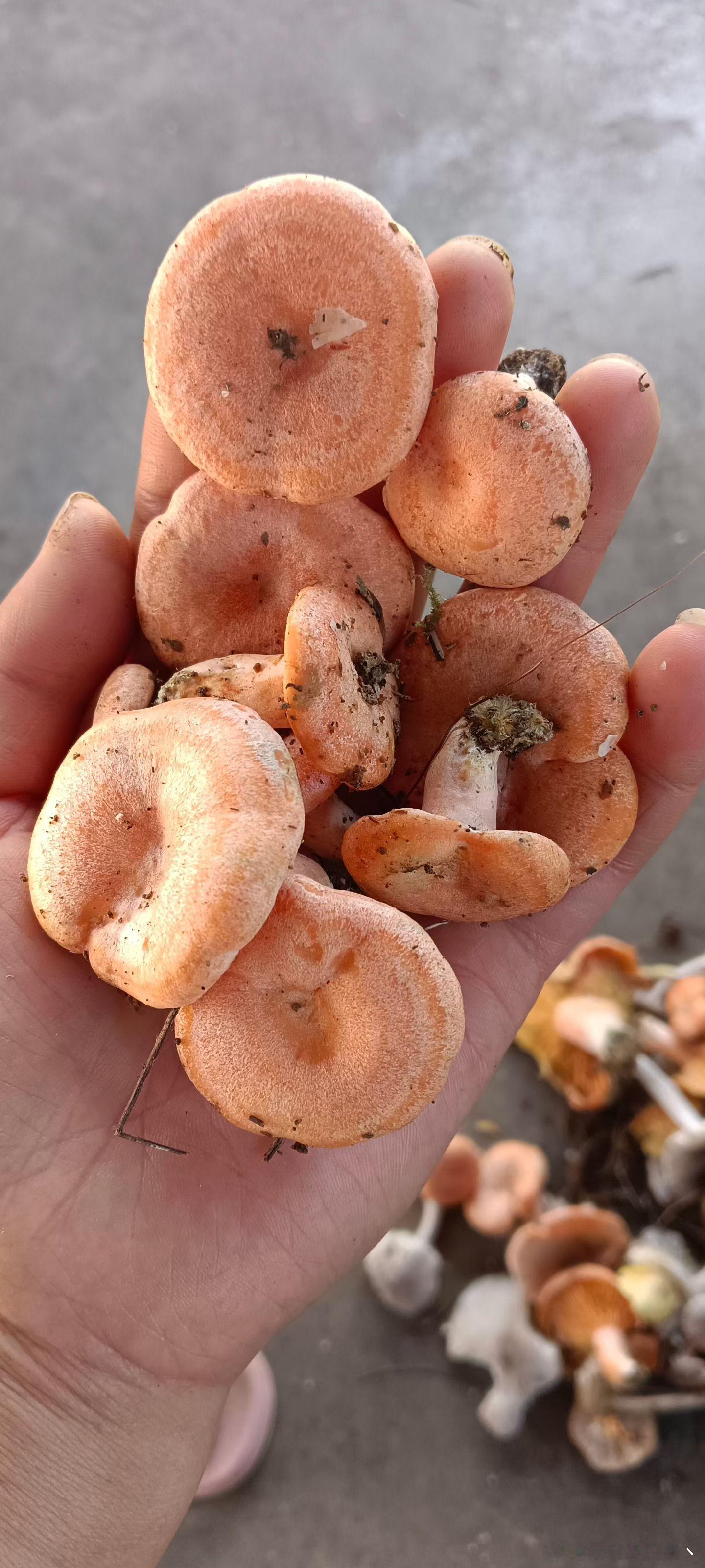 云南生长着大量的野生菌，每当菌类成熟的季节都会有许多人前往云南特意去采摘食用。歌