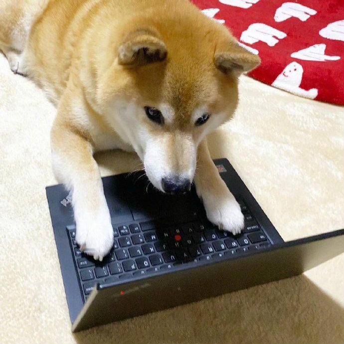 狗：深夜就想看点刺激的
