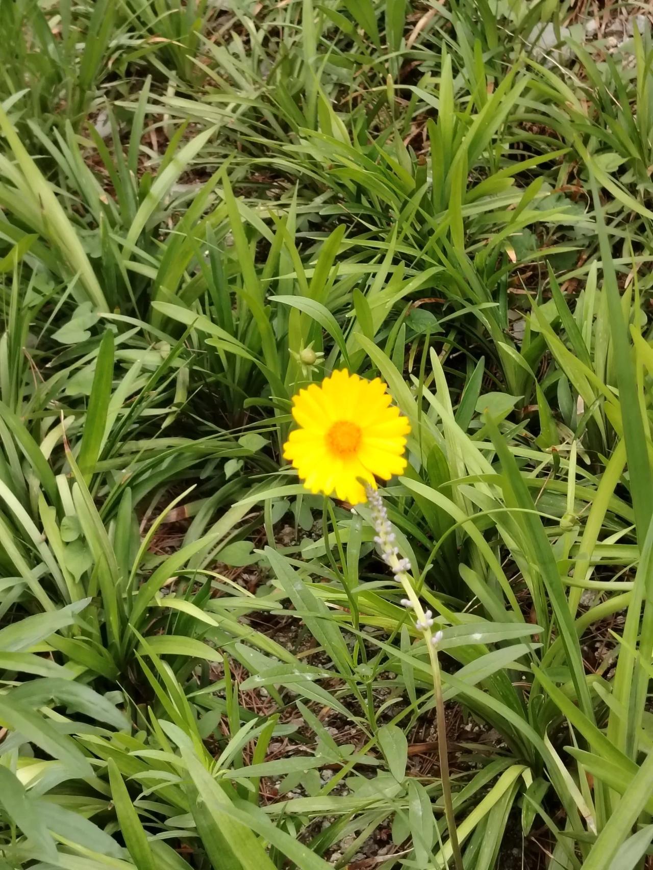 现在我真明了，我只有女儿没有儿子并不丢人。[大笑][大笑][大笑]