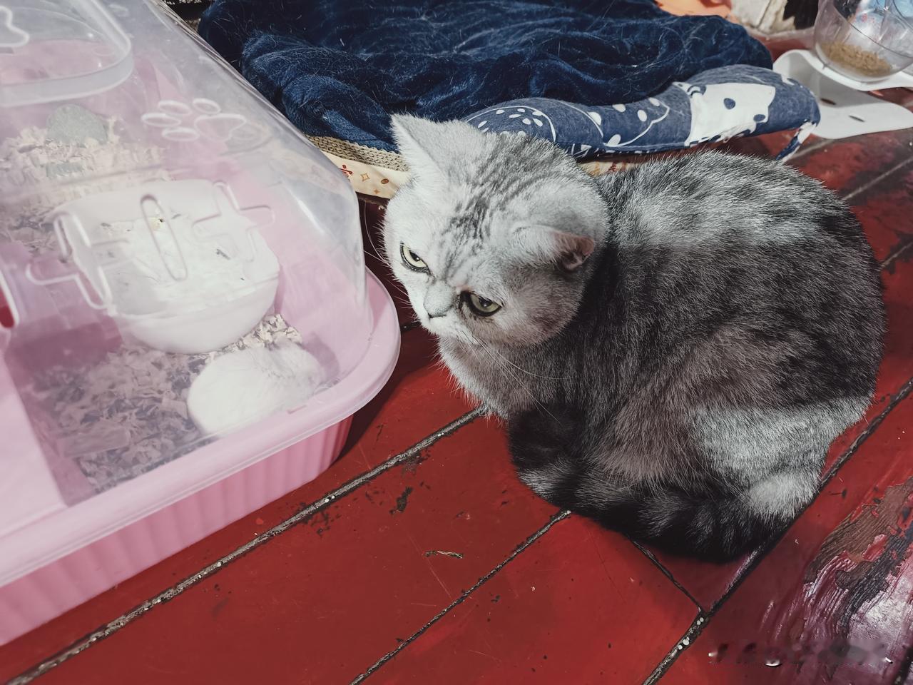 楼道里捡了一只猫也不知道啥品种。没想到进了屋里也不怕生，就盯着女儿养的仓鼠一动不