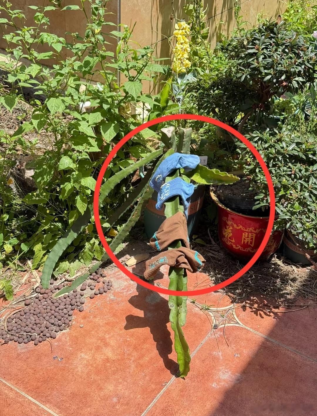 邻居拿我种的植物去晒袜子…​​​