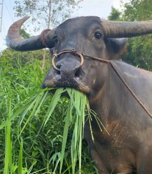 为什么牛只吃草就能长一身肌肉？答案其实很简单，人只吃蔬菜的话会营养不良，而牛只吃