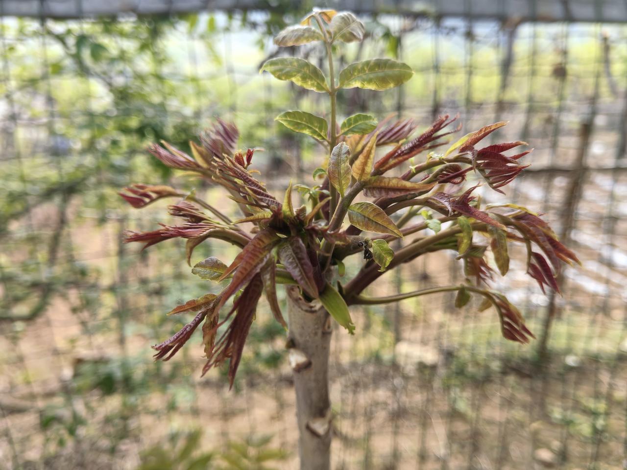 香椿芽核桃芽您能分的清吗？香椿芽的小叶是偶数成对生长的，有独特的清香味，颜色多