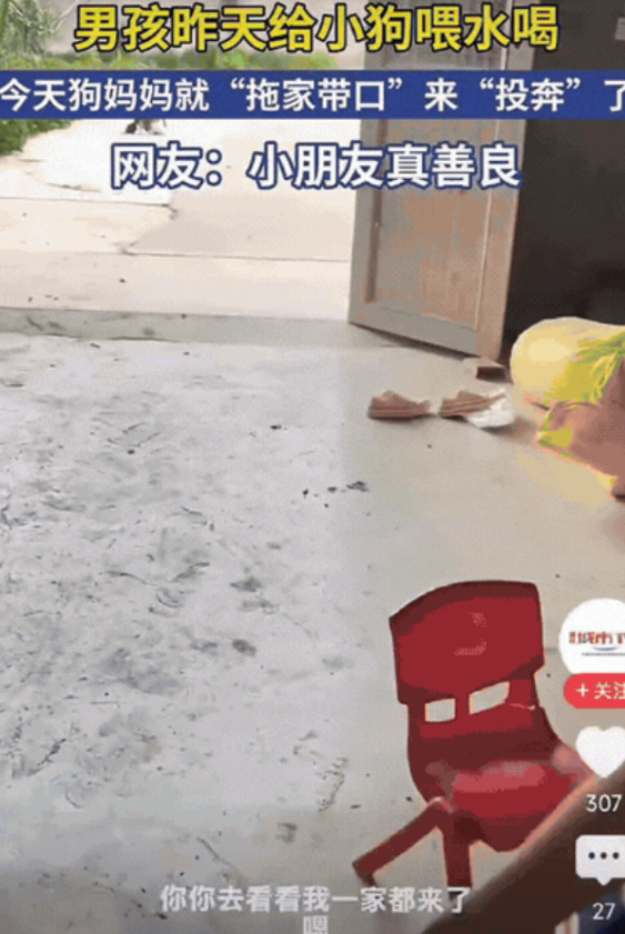 “太有灵性了！”男孩好心给小狗喂水喝，没想到，第2天，狗妈妈竟然“拖家带口”来“
