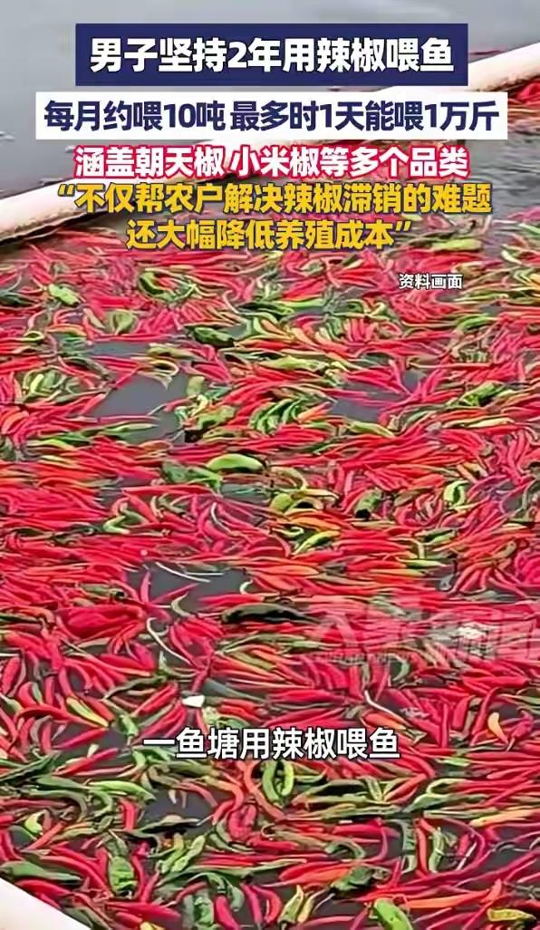 湖南长沙一鱼塘主坚持2年用辣椒喂鱼：口感更好了，最多时1天能喂1万斤，涵盖朝天椒