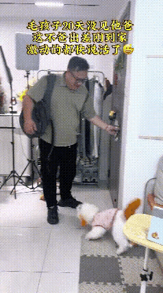 世间万般温柔，都抵不过毛孩子满心满眼的牵挂与偏爱养过宠物的人都知
