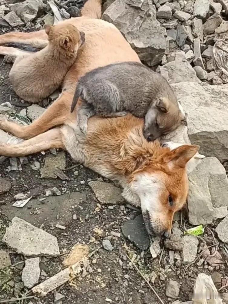 这天一位大哥去工地干活，当他走到一块荒地的时候看到非常凄惨地一幕，一只狗妈妈一动