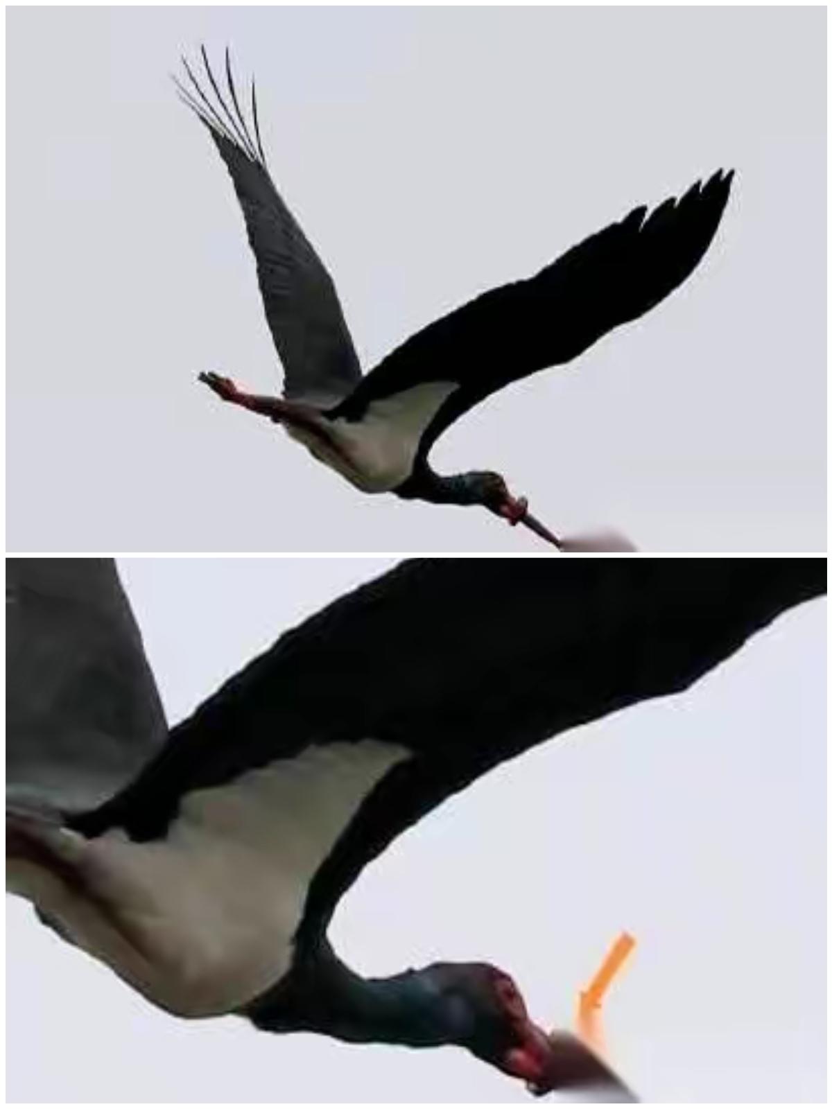 武汉长江天兴洲，一只国家一级保护黑鹳嘴被环形物死死箍住，已经无法进食，观鸟志愿者