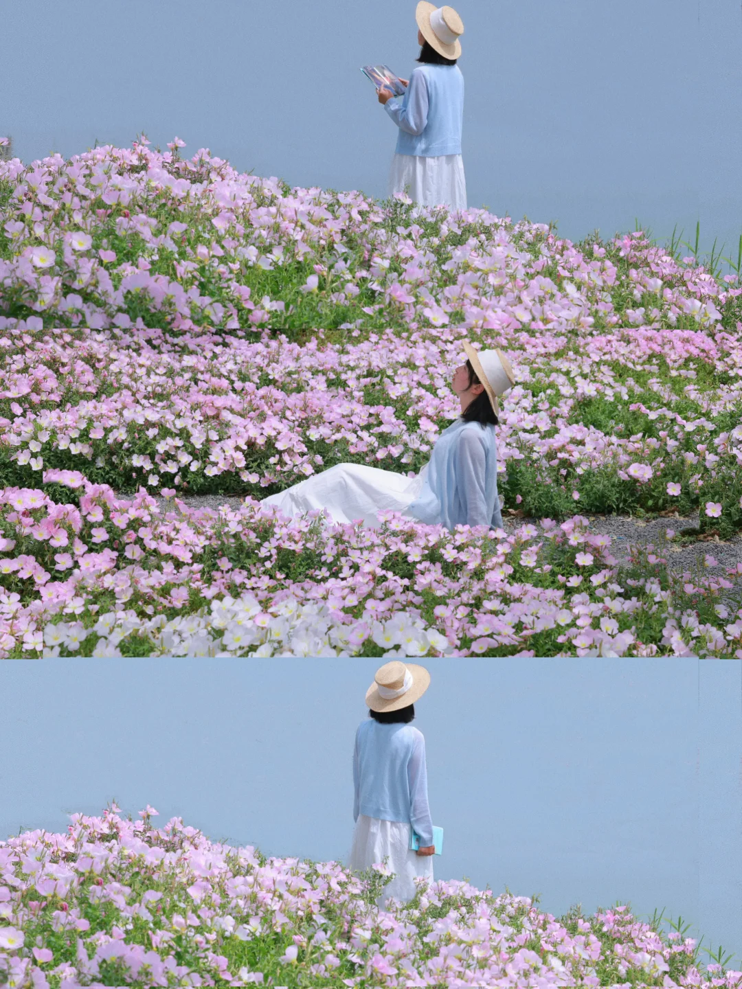 武汉春日顶流❗️油画月见草花海即将开爆