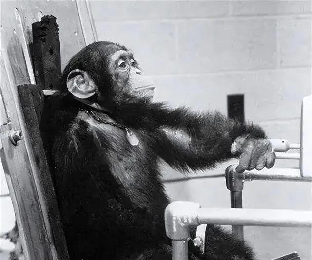 1961年，美国把一只猩猩送上了太空，虽然它活着回来了，但是科学家惊讶地发现，它