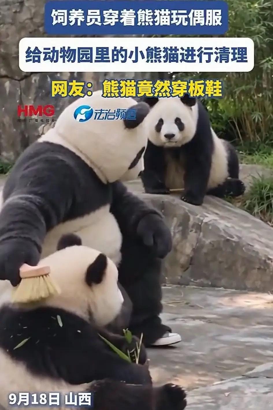 起猛了，看见熊猫“打工”了。山西一动物园内，游客看见一只“熊猫”拿着刷子在